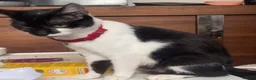 Mixed Breed cats for sale: Male  - Advert 1