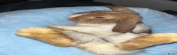 Mini Lop rabbits for sale: Mini lop male - Advert 2
