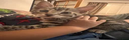 Mixed Breed cats for sale: Gorgeous female kitten  - Advert 3