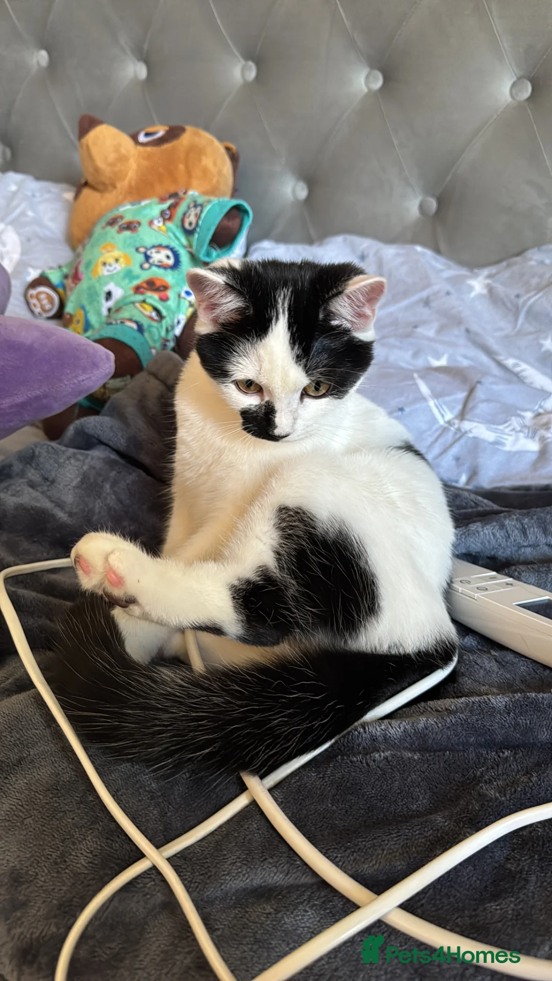 Mixed Breed cats for sale: Female black and white kitten  - Advert 2