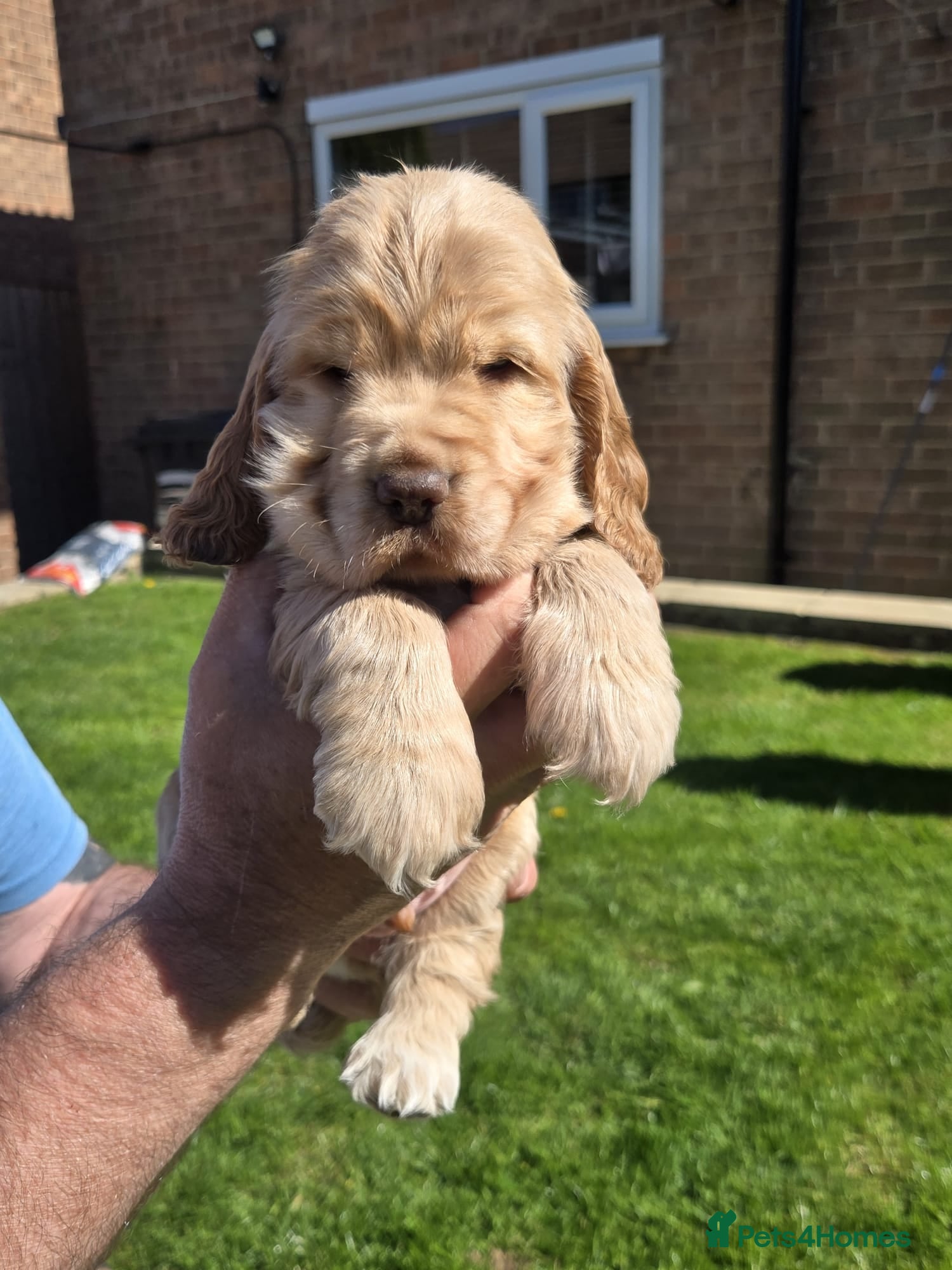 Cocker Spaniel dogs LAST LITTLE BOY.(SHOW COCKER) - Advert 16