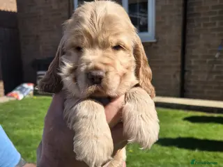 Cocker Spaniel dogs LAST LITTLE BOY.(SHOW COCKER) - Advert 1