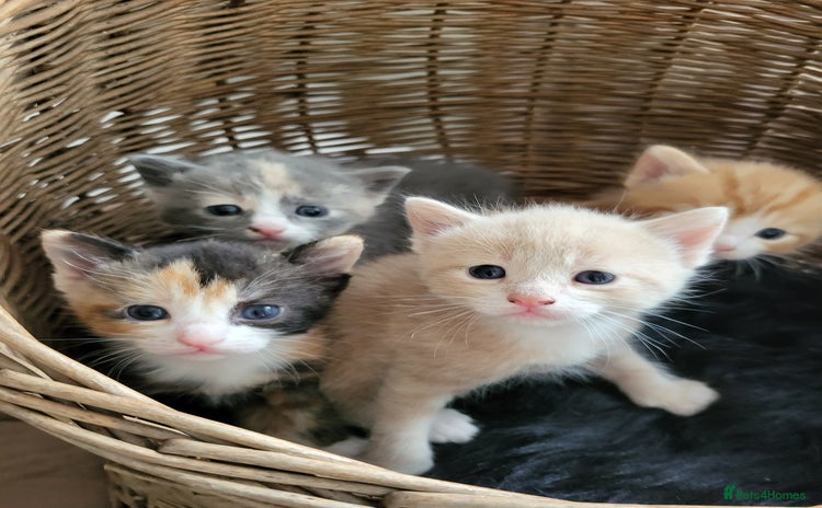 Mixed Breed cats - Advert 18