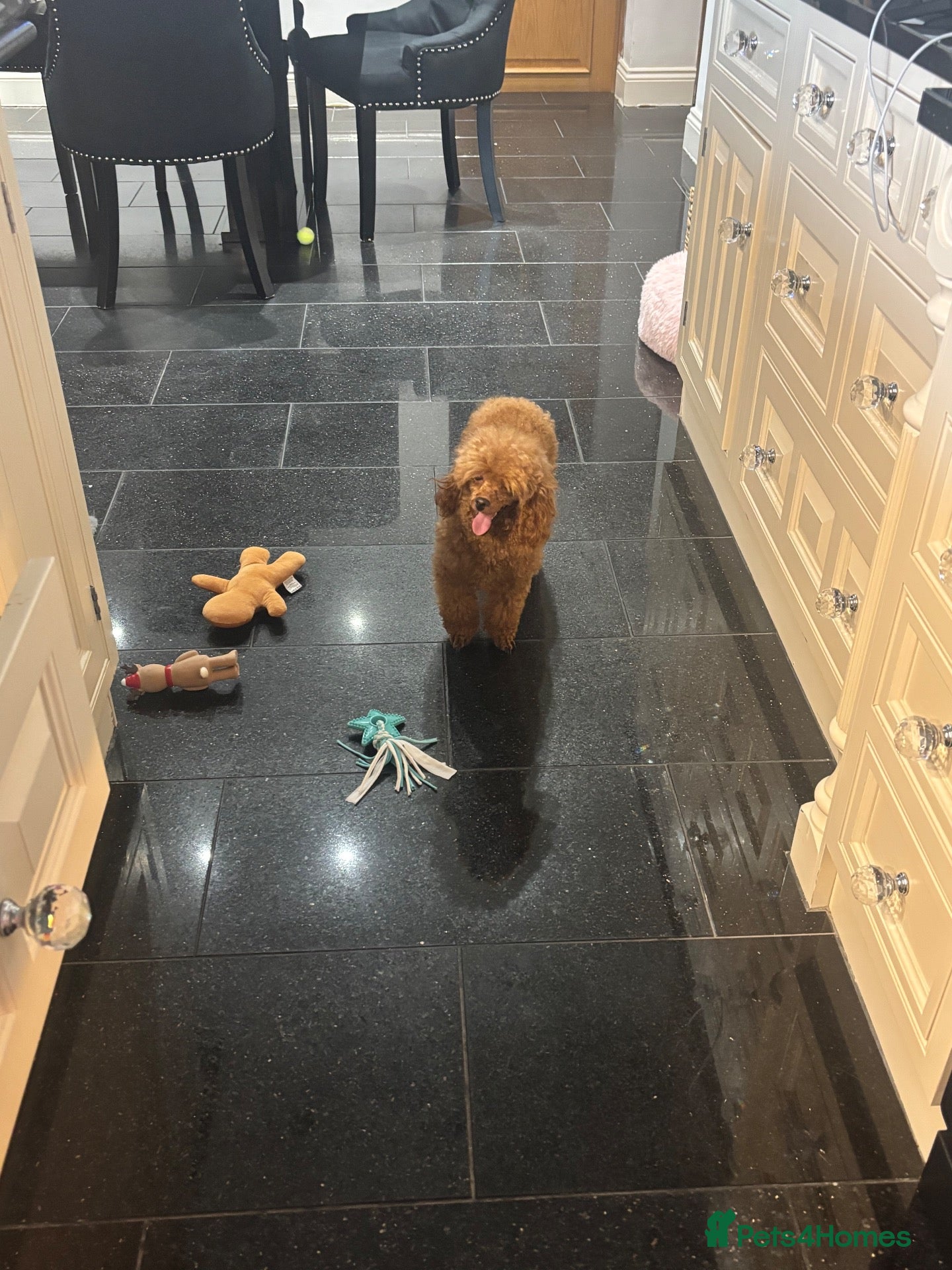 Toy Poodle dogs Toy x Asian tiny dark red poodle  - Advert 7