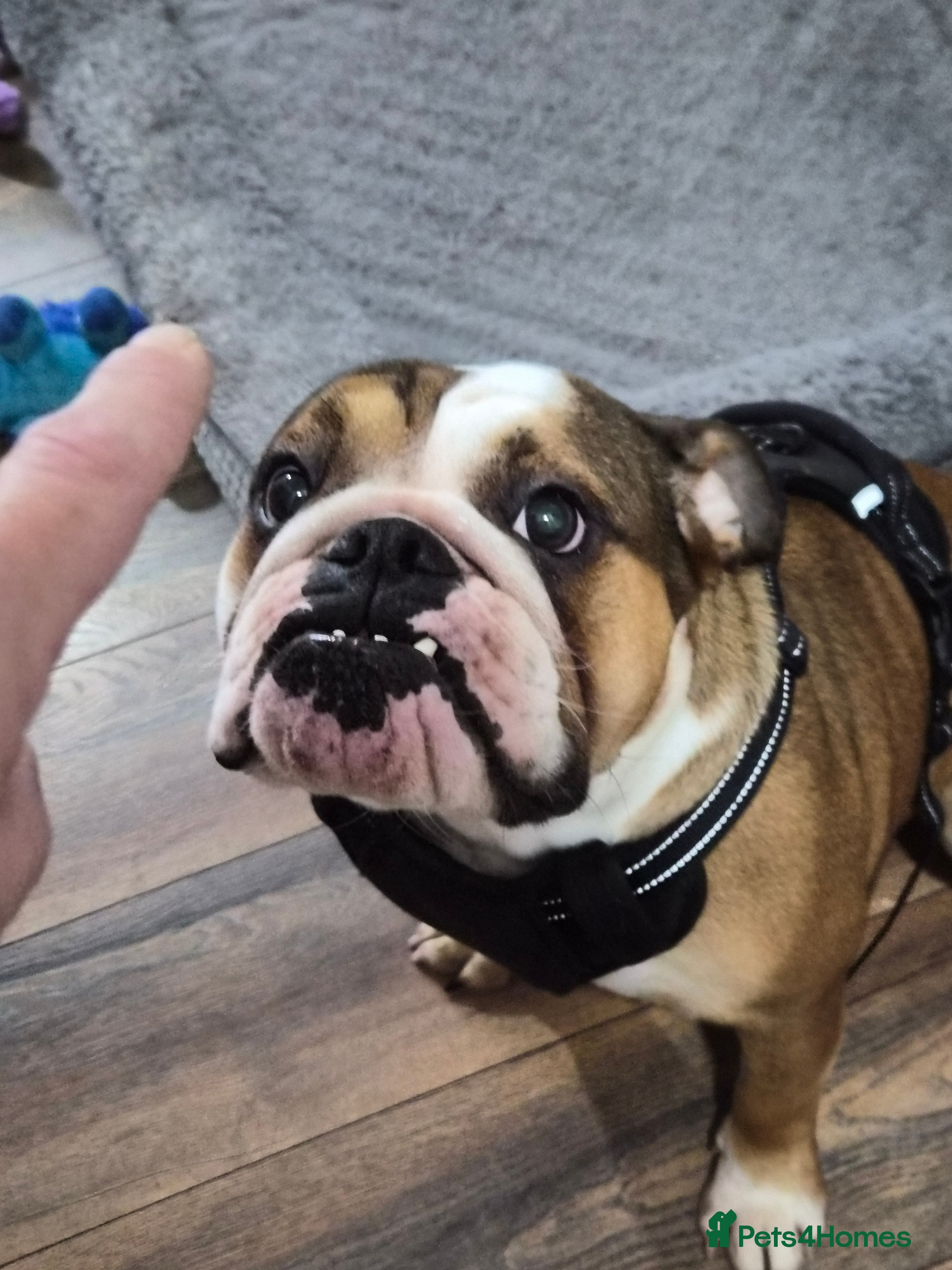 English Bulldog dogs Sad sale of our girl Martha - Advert 1