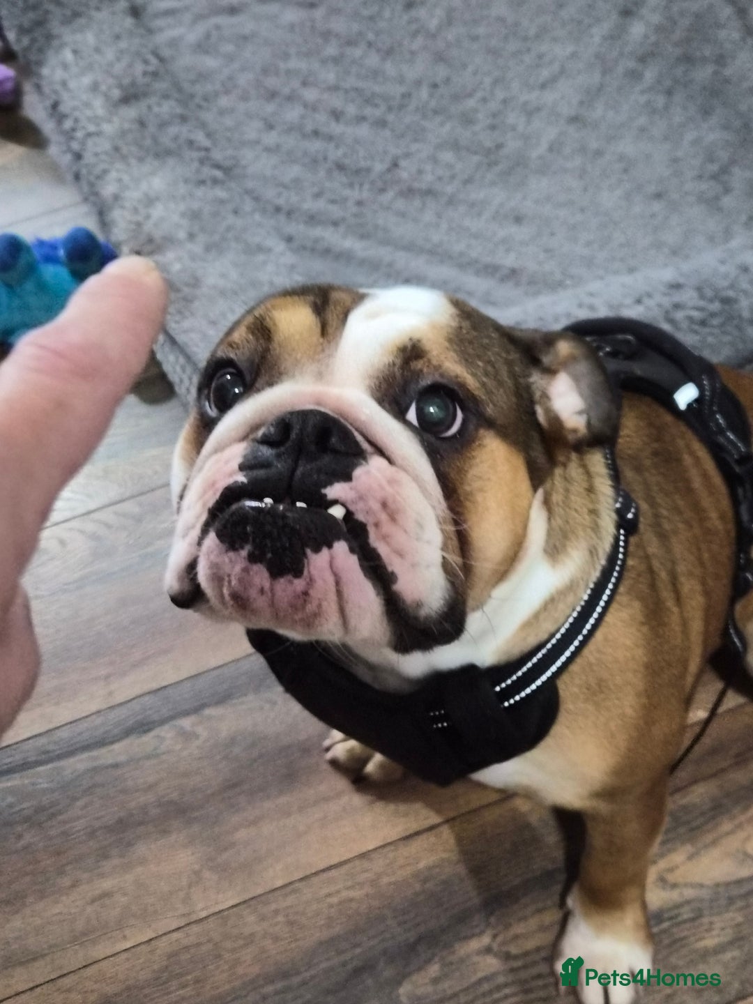 English Bulldog dogs for sale: Sad sale of our girl Martha - Advert 1