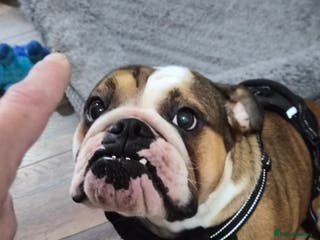 English Bulldog dogs Sad sale of our girl Martha - Advert 1