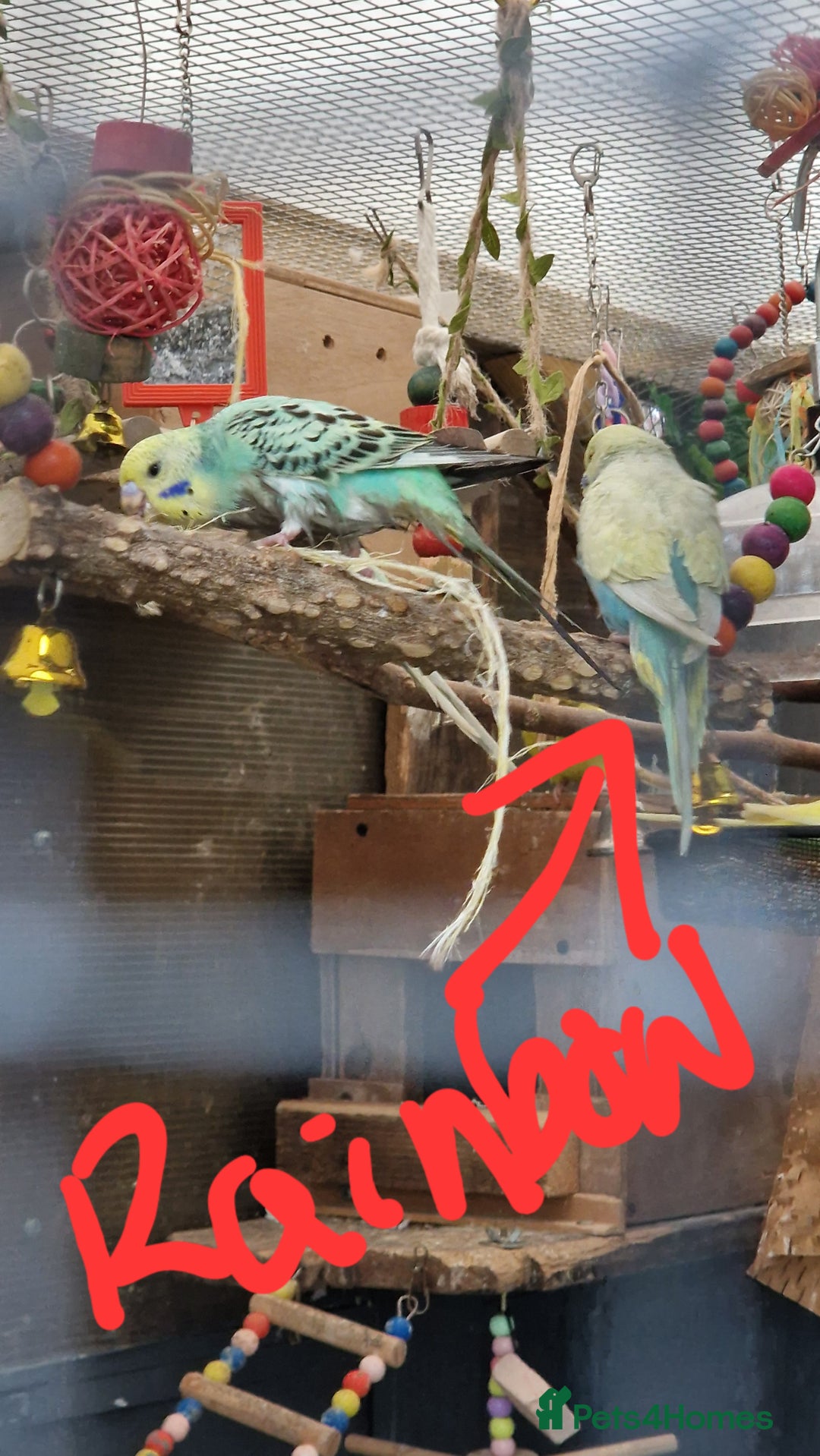 Budgerigars birds for sale: Baby budgies for sale from 15th Dec  - Advert 9