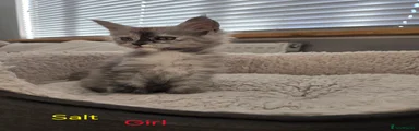 Maine Coon 6