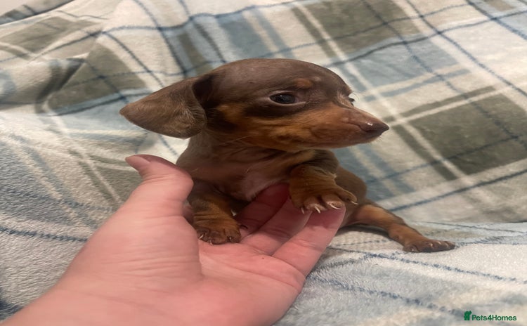 Miniature Dachshund dogs - Advert 1