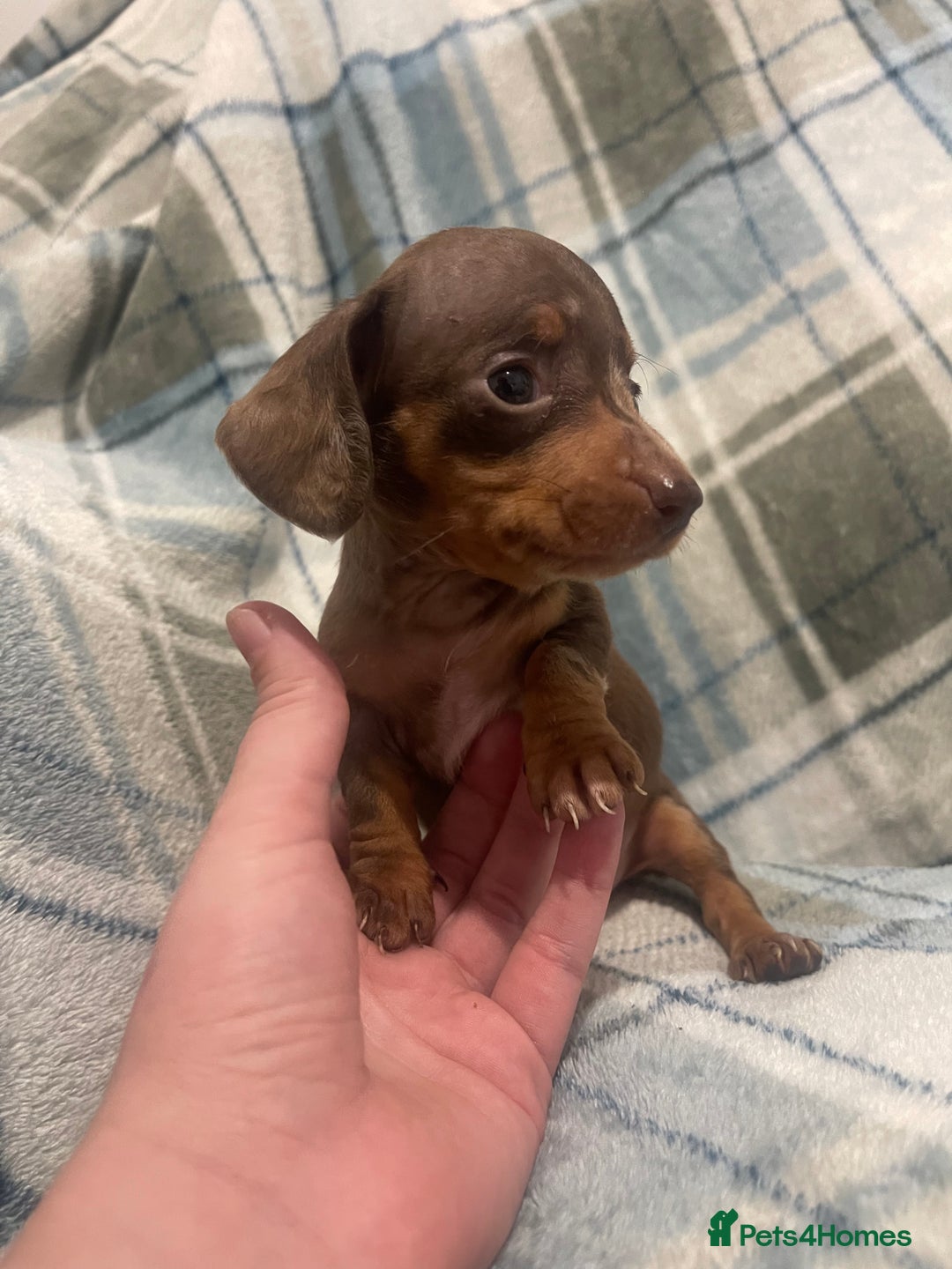 Miniature Dachshund dogs for sale: KC registered miniature dachshund For sale  - Image 1