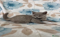 British Shorthair cats for sale: **REDUCED!!** PURE BREED BRITISH SHORTHAIR KITTENS - Image 6