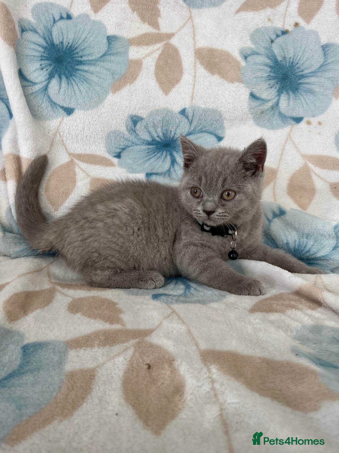 British Shorthair cats for sale: **REDUCED!!** PURE BREED BRITISH SHORTHAIR KITTENS - Image 6