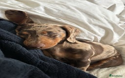 Miniature Dachshund dogs for sale: Cookie the Mini Dachshund  - Image 4