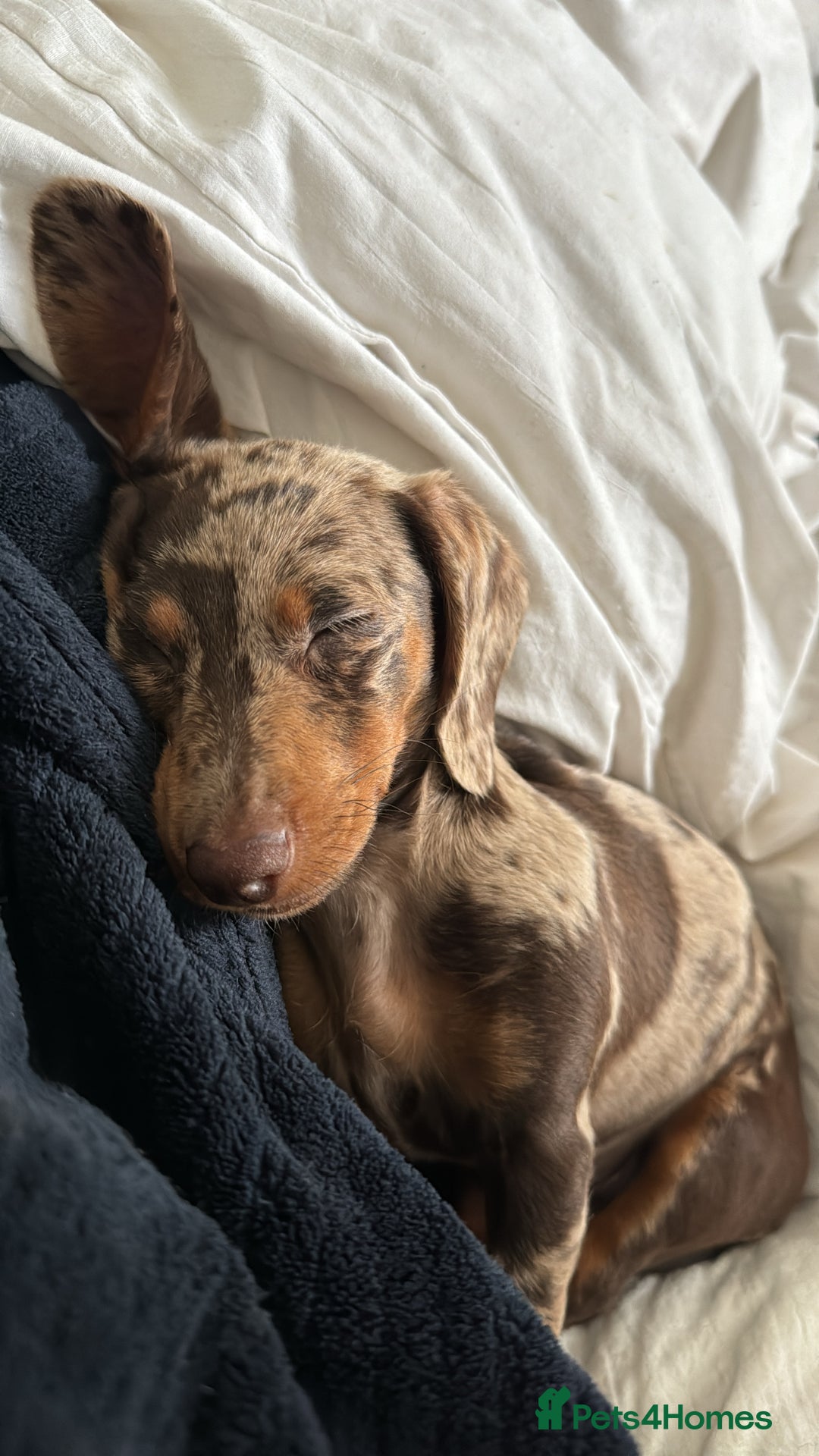 Miniature Dachshund dogs for sale: Cookie the Mini Dachshund  - Image 4