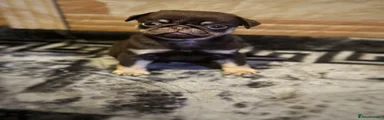 Pug 2