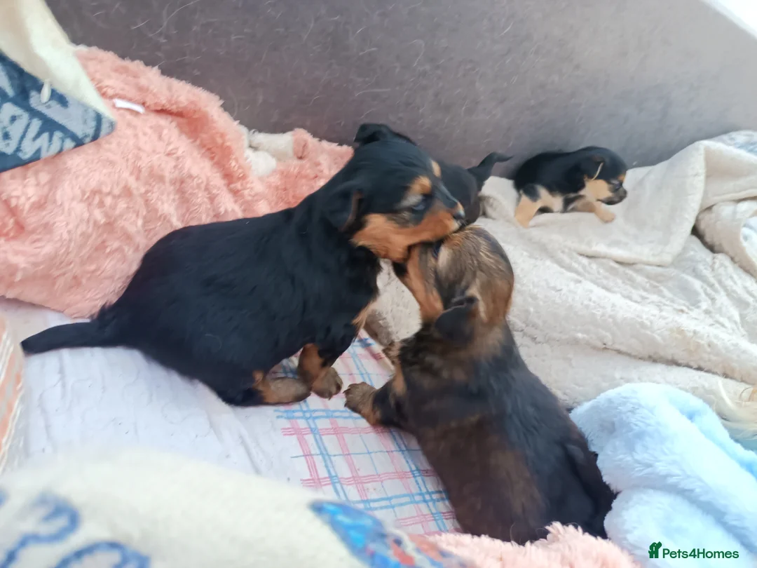 Mixed Breed dogs for sale: Small Mixed Breed Puppy  - Advert 19