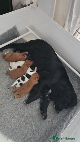 Cocker Spaniel dogs - Advert 2