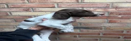 English Springer Spaniel dogs for sale: KC ESS - fully health tested parents  - Advert 5