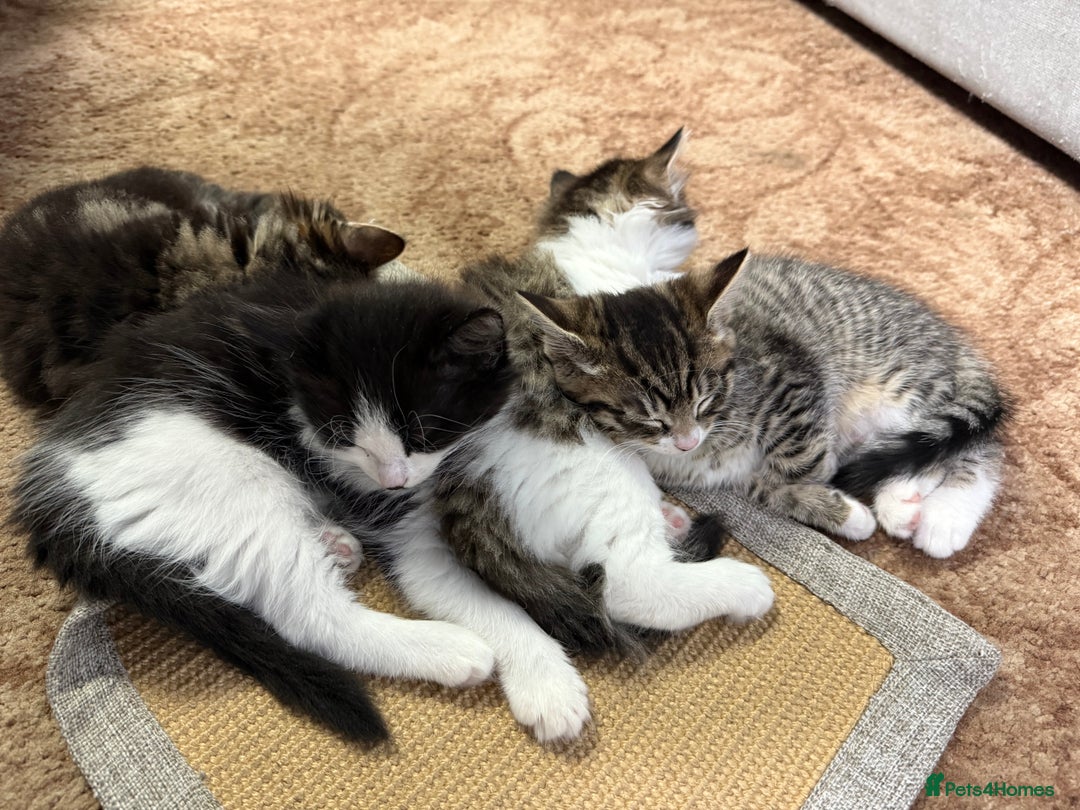 Mixed Breed cats for sale: 🐾 Free Kittens Looking for Loving Homes 🐾 - Image 8
