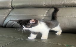 Mixed Breed cats for sale: Kittens  - Image 5
