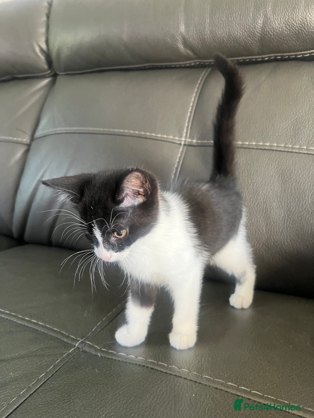 Mixed Breed cats for sale: Kittens  - Image 5