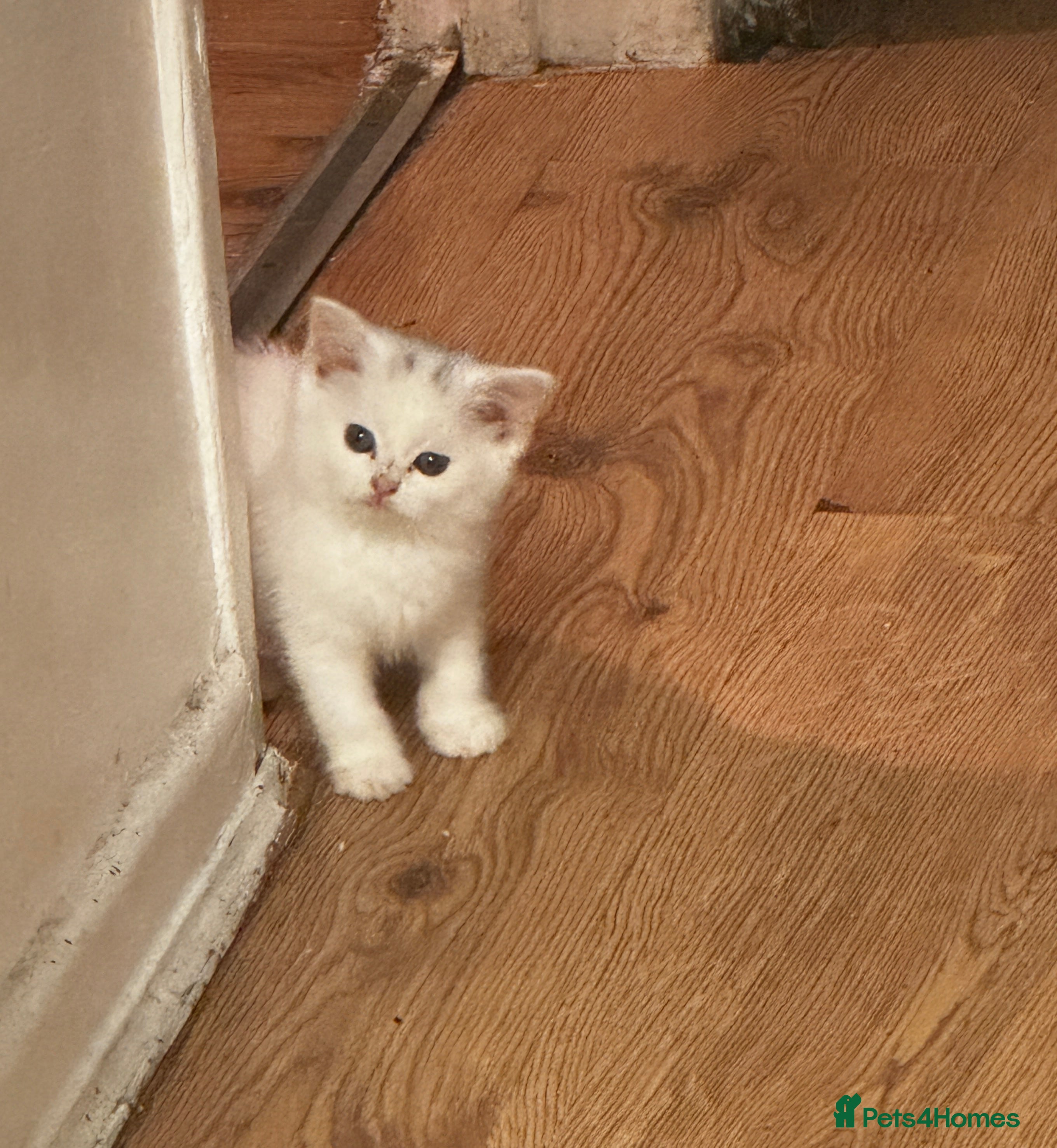 Scottish Fold cats Scottish Fold White Kitten Sheffield - Advert 3