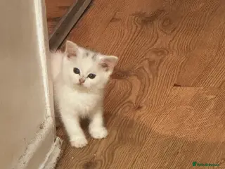 Scottish Fold cats Scottish Fold White Kitten Sheffield - Advert 3