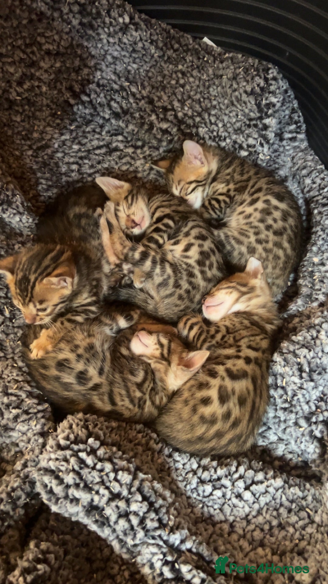 Bengal cats for sale: beautiful bengal kittens  - Image 4