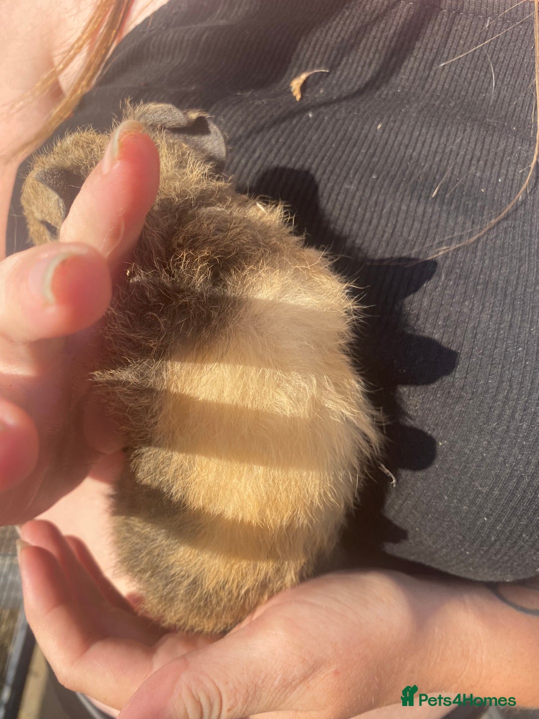 Guinea Pig rodents for sale: beautiful baby guinea pigs - Image 2