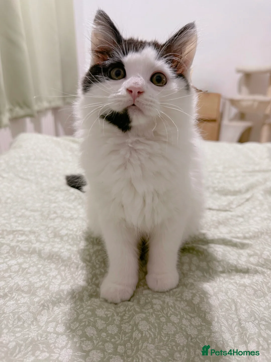 Mixed Breed cats for sale: A black and white kitten. Long haired Male - Advert 1