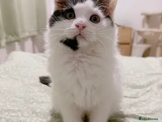 Mixed Breed cats A black and white kitten. Long haired Male - Advert 9