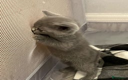 British Shorthair cats for sale: READY NOW!!Pedigree British Short Hair Kittens - Image 4
