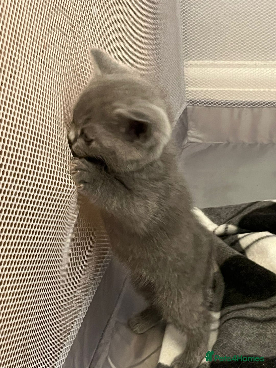 British Shorthair cats for sale: READY NOW!!Pedigree British Short Hair Kittens - Image 4