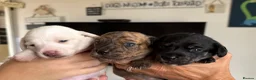 Miniature Dachshund dogs for sale: Stunning mini Dachshunds.PRA & BVA clear parents  - Advert 13