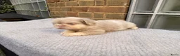 French Bulldog dogs for sale: 💕🐾 GORGEOUS FLUFFY FRENCH BULLDOG GIRLS KC REG - Advert 7