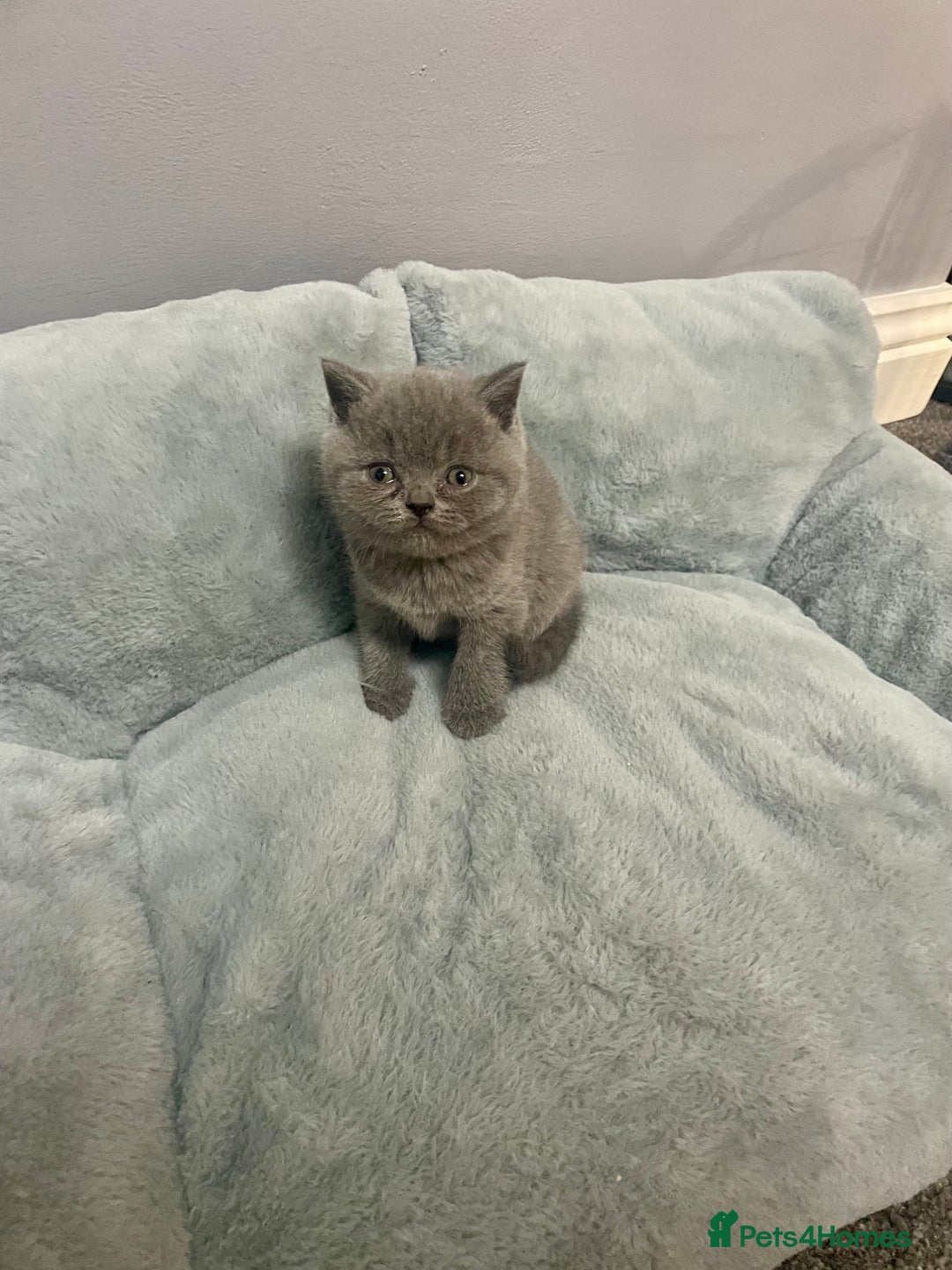 British Shorthair cats for sale: Stunning pure bred BSH kittens - Advert 6