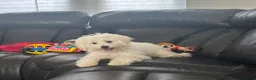 Yorkiepoo dogs for sale: Gorgeous girl yorkiepoo - Advert 1