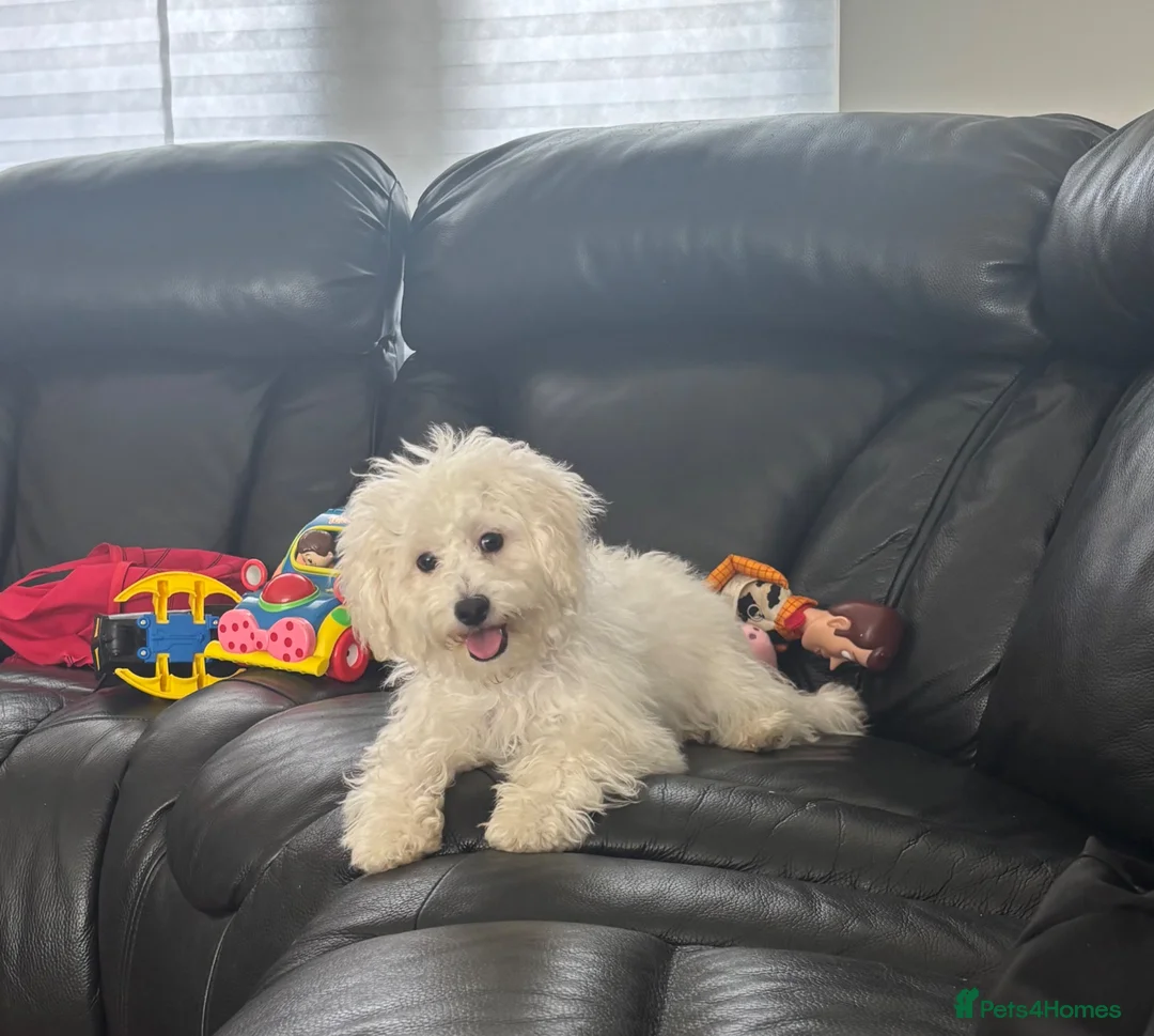 Yorkiepoo dogs for sale: Gorgeous girl yorkiepoo - Advert 1
