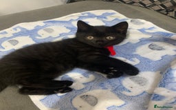 British Shorthair cats for sale: British shorthair boys  - Image 9