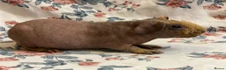 Guinea Pig rodents for sale: Stunning pedigree skinny pig boys available  - Advert 7