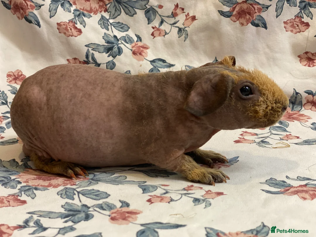 Guinea Pig rodents for sale: Stunning pedigree skinny pig boys available  - Advert 7