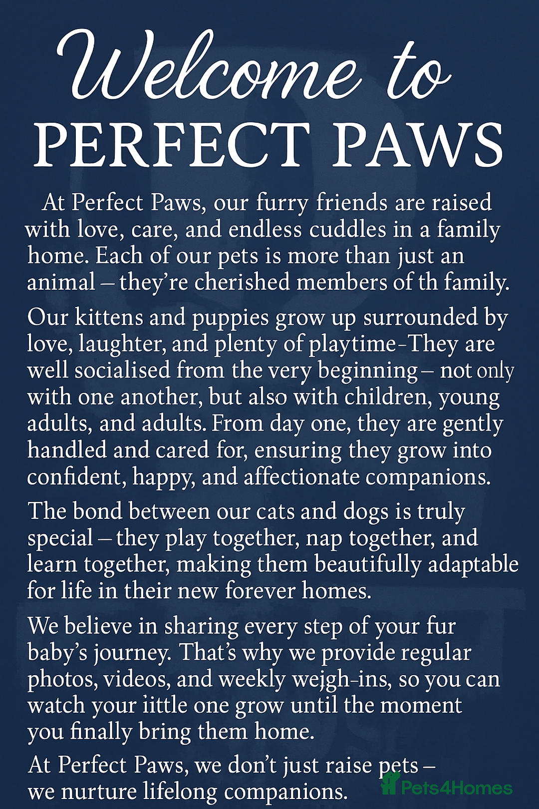 Norwegian Forest Cat cats for sale: 5 beautiful friendly boys - Image 9