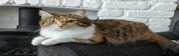 Mixed Breed cats for sale: Norwegian forest cross kittens - Advert 2
