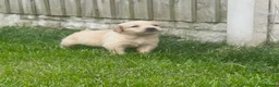 Golden Retriever dogs for sale: Quality golden retrievers  - Advert 20