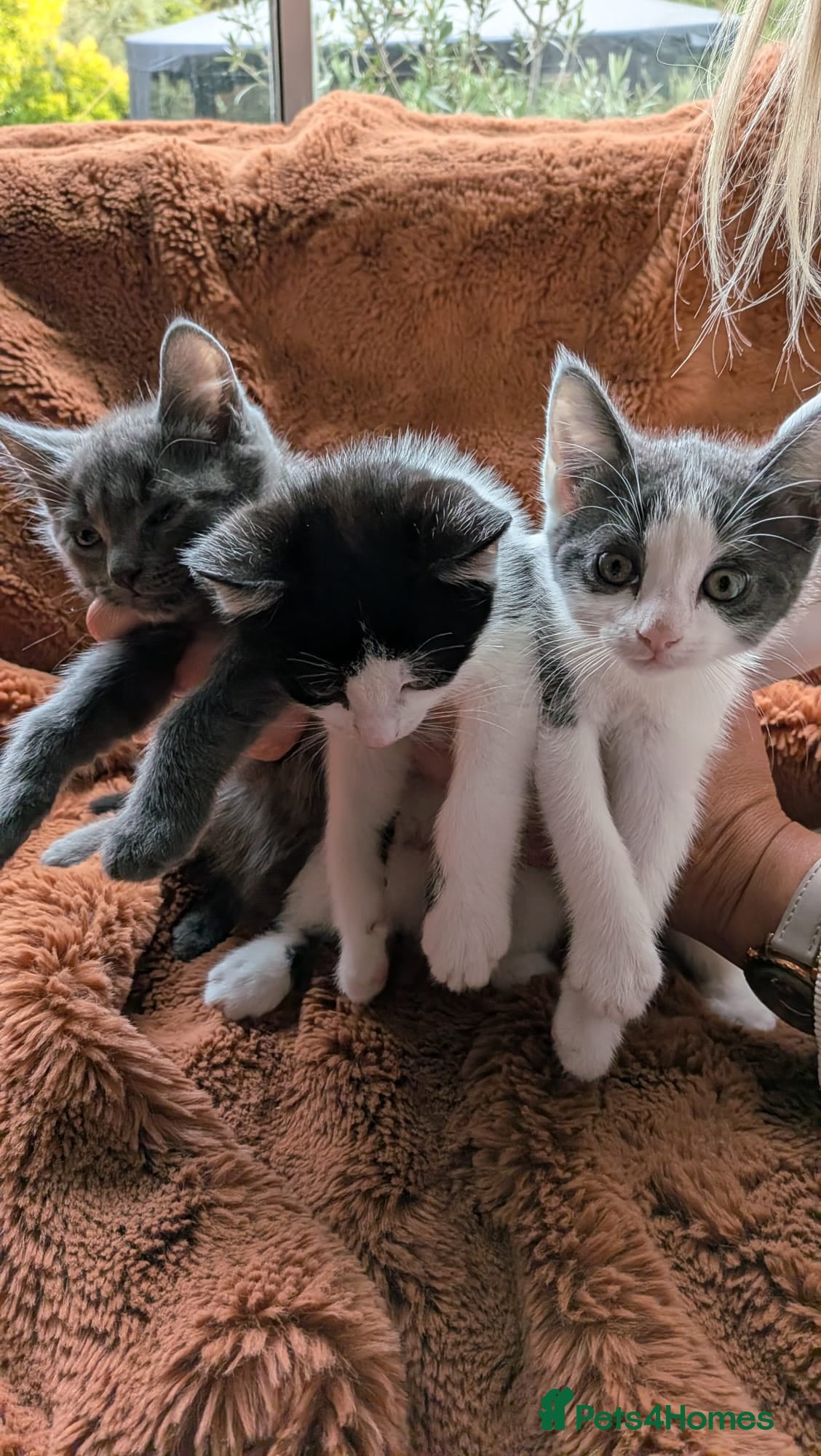 Mixed Breed cats 3 Tabby Kittens for Sale - Advert 3
