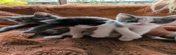 Mixed Breed cats for sale: 3 Tabby Kittens for Sale - Advert 1
