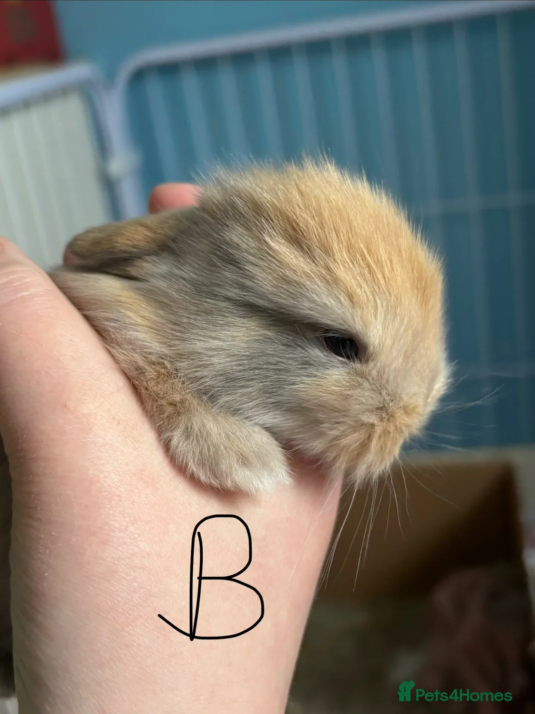 Mini Lion Lop rabbits for sale: 3 gorgeous mini lop X lion head bunny’s for sale.  - Advert 1