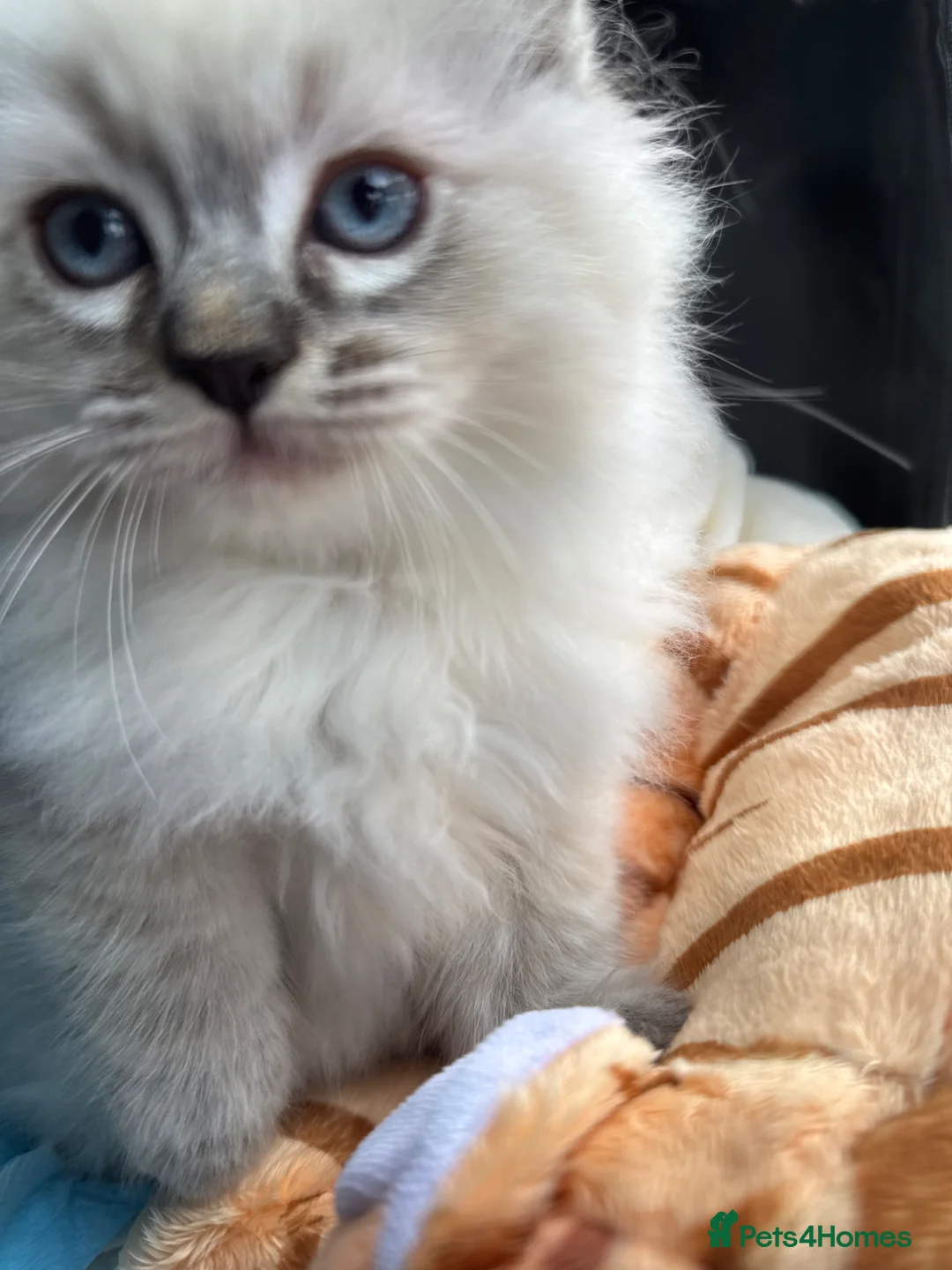 Ragdoll cats for sale: Rehome Pure Ragdoll Lynx Male  in Waltham Cross - Advert 6