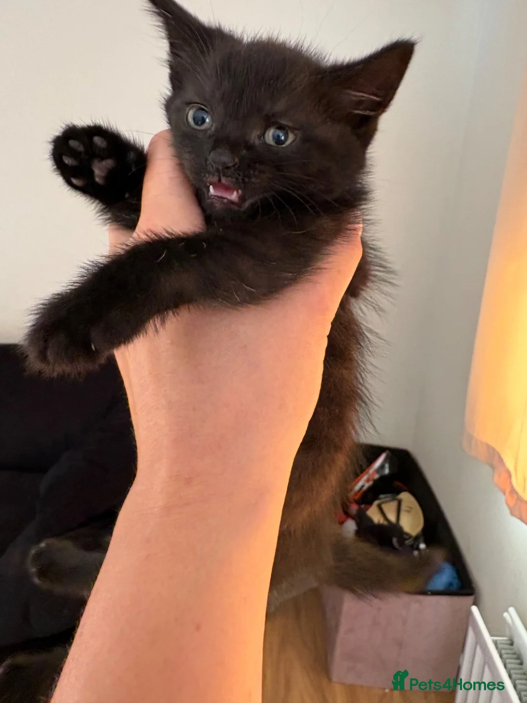 Mixed Breed cats for sale: Lovely kittens for sale  - Advert 2